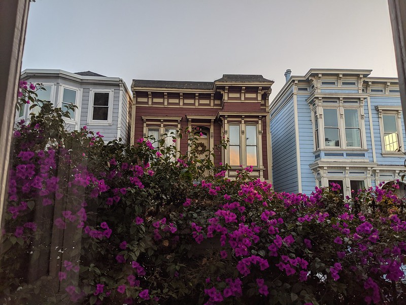 victorian houses and bougainvillea flowers