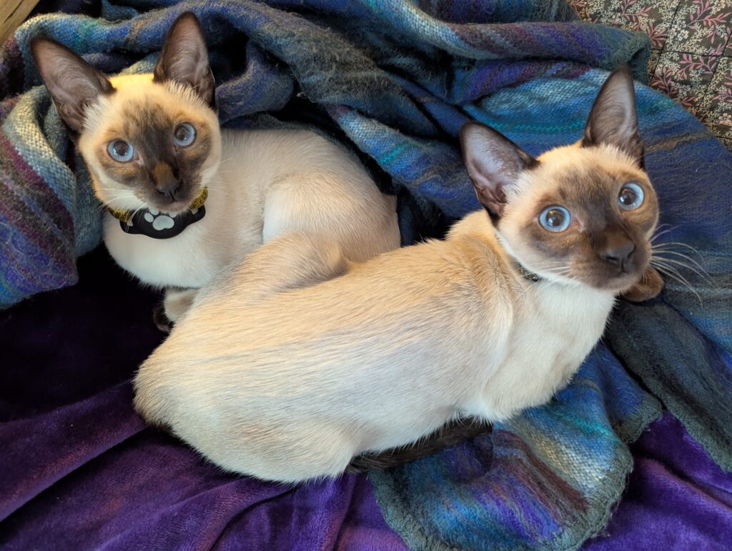 two teenage kittens curled up on colorful blue blankets