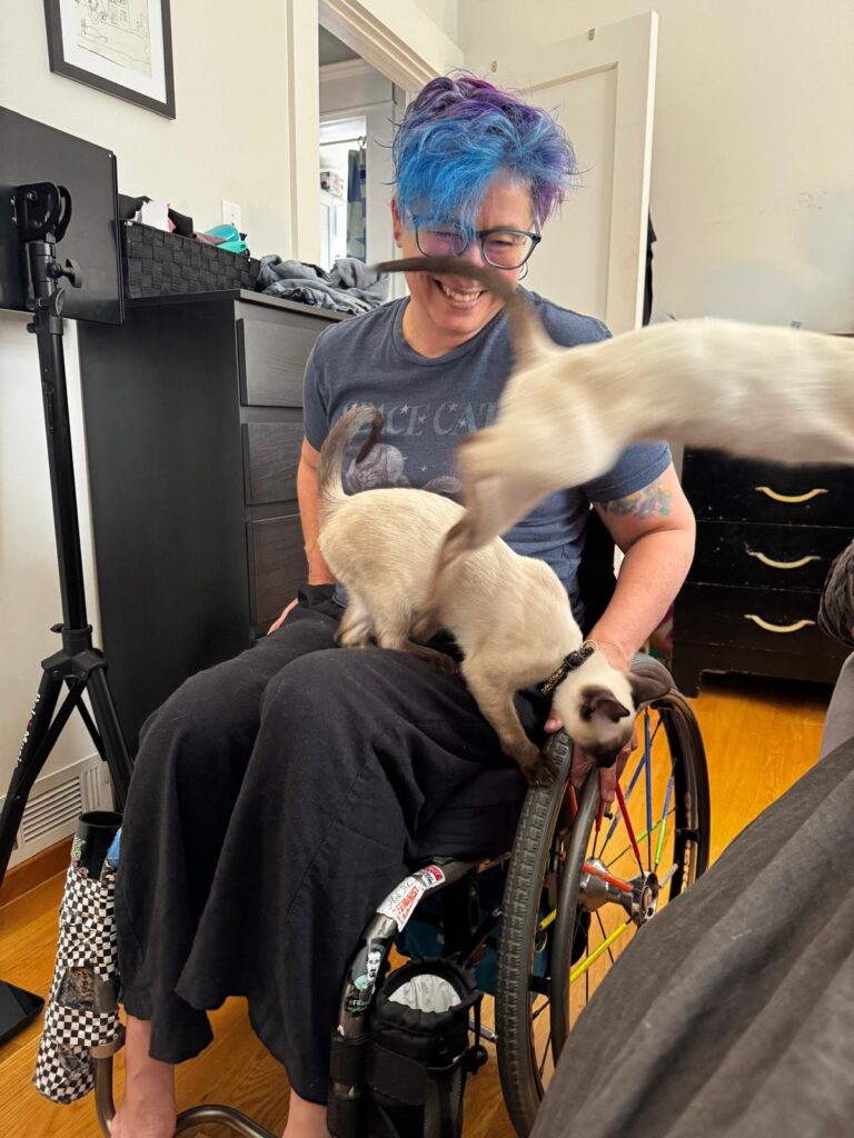 two teenage siamese kittens in liz's lap in manual wheelchair, action shot of one cat leaping