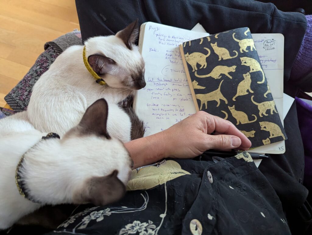 two siamese kittens asleep in my armchair  half on my lap, alongside laptop, books, and  open notebooks with a pen 