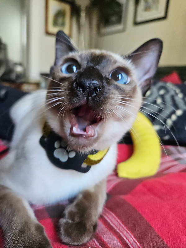 hilarious close up of a cross eyed kitten with its mouth open wide to the camera