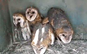 Baby owls in a little hutch animated gif