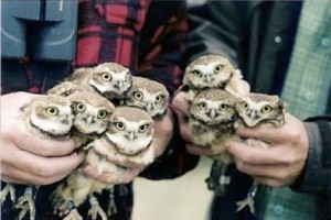 two handfuls of baby owls